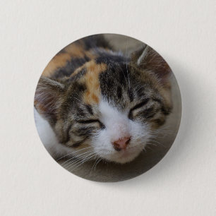 Drowsing Calico Kitten 2 Inch Round Button