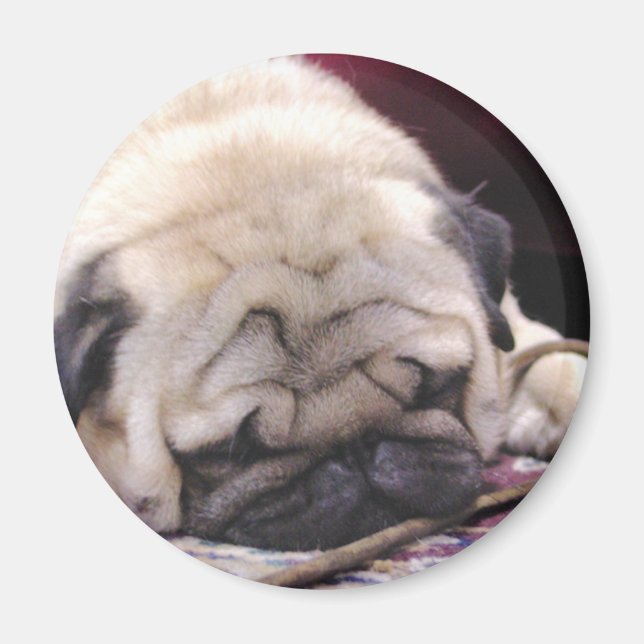 Drowsy Pug Magnet (Front)