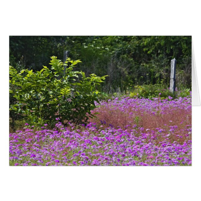Drummond Phlox, Phlox drummondi, Hilton Head (Front Horizontal)