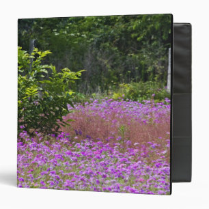 Drummond Phlox, Phlox drummondi, Hilton Head Binder