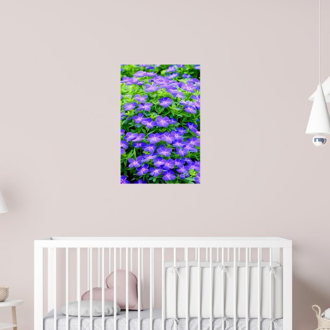 Drummond's clematis - a cute little blue flower poster (Nursery 2)