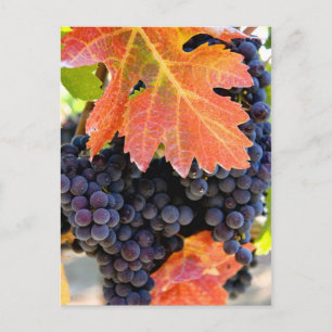 Dry Creek Grape Vine Postcard