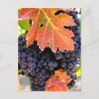 Dry Creek Grape Vine Postcard