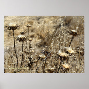 Dry Grass Poster