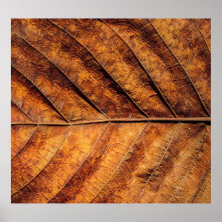 Dry leaf: natural texture background. poster