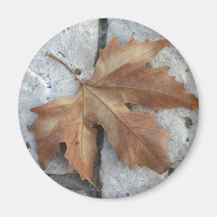 Dry maple leaf magnet