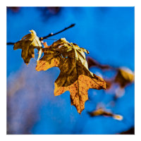 Dry oak leaf - Spring is nor far off