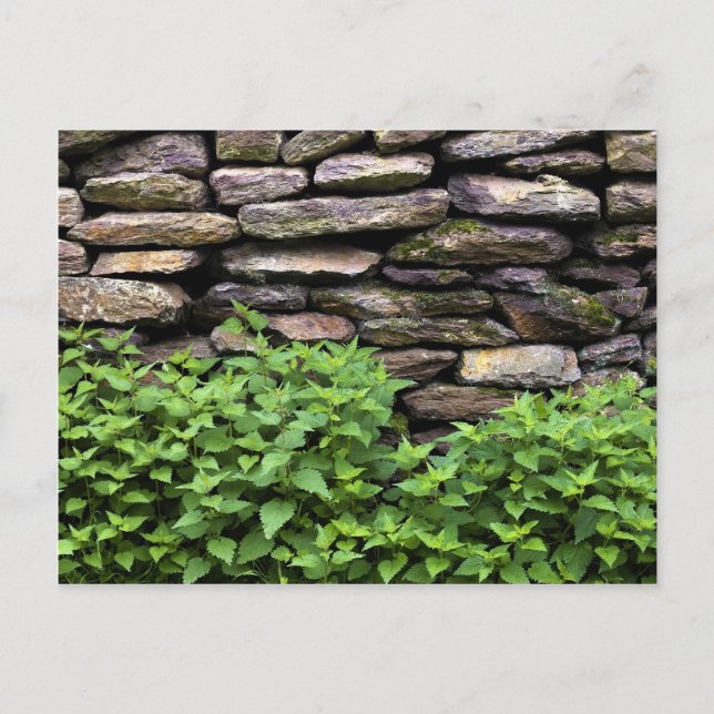 Dry Stone wall Postcard (Front)