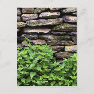 Dry Stone wall Postcard