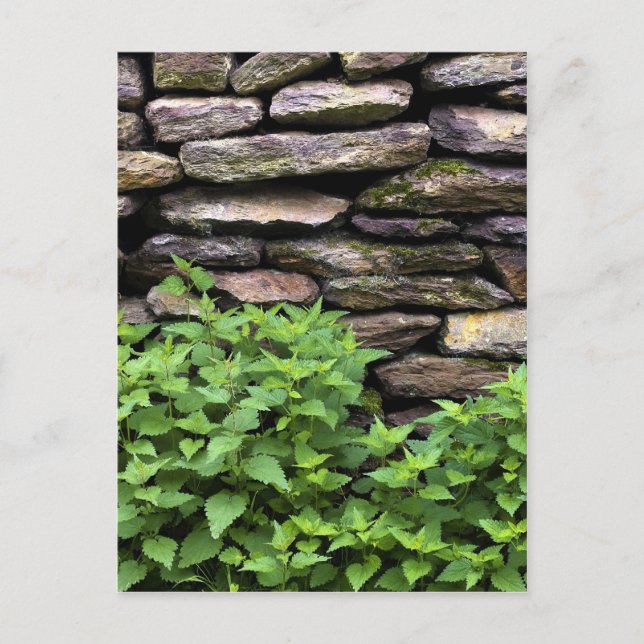 Dry Stone wall Postcard (Front)