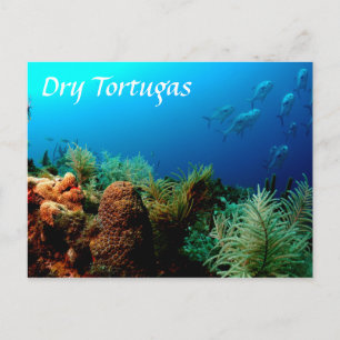 Dry Tortugas National Park, Coral Reef Postcard