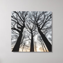 Dry tree in the desert