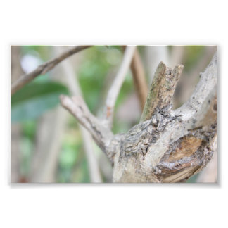 Dry Woods Photo Print