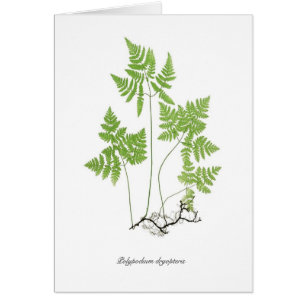 Dryopteris de Polypodium