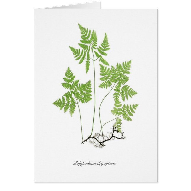 Dryopteris de Polypodium (Devant)