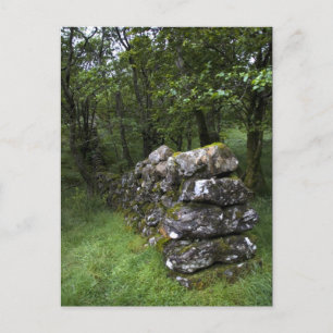 Drystone Wall Postcard