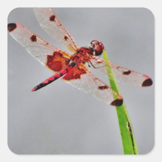 DSC00029.JPG SQUARE STICKER (Front)