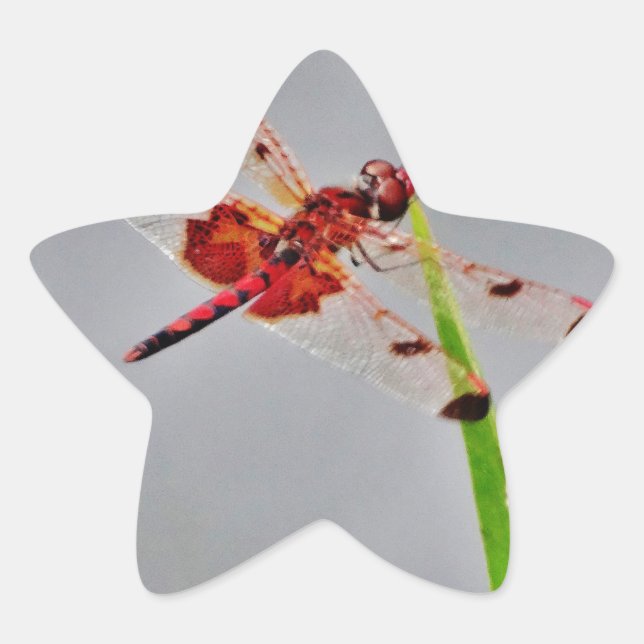 DSC00029.JPG STAR STICKER (Front)