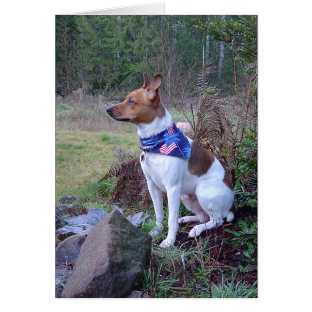 DSC00088 Rat dog Rick (Devant)