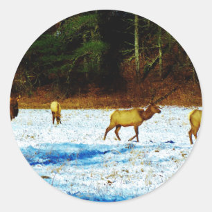 DSC00131.JPG CLASSIC ROUND STICKER