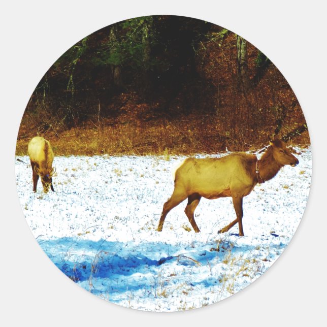 DSC00131.JPG STICKER (Front)