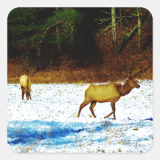 DSC00131.JPG STICKER