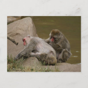DSC00342 POSTCARD