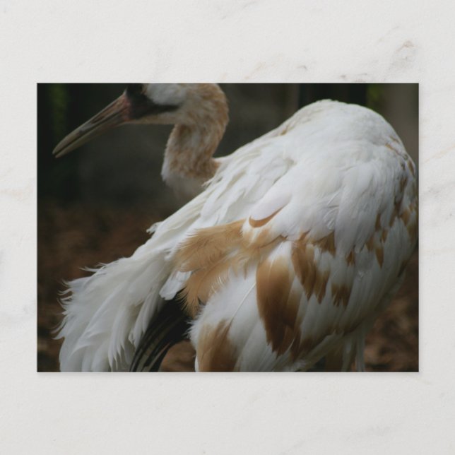 DSC00354 POSTCARD (Front)