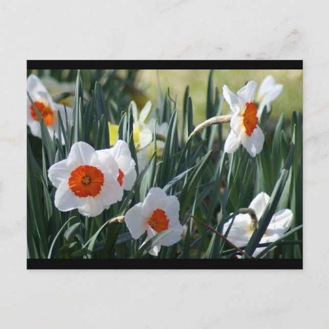 DSC01730 a Postcard (Front)