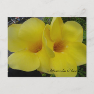 DSC03203, Allamandra Flowers - Cus... - Customized Postcard
