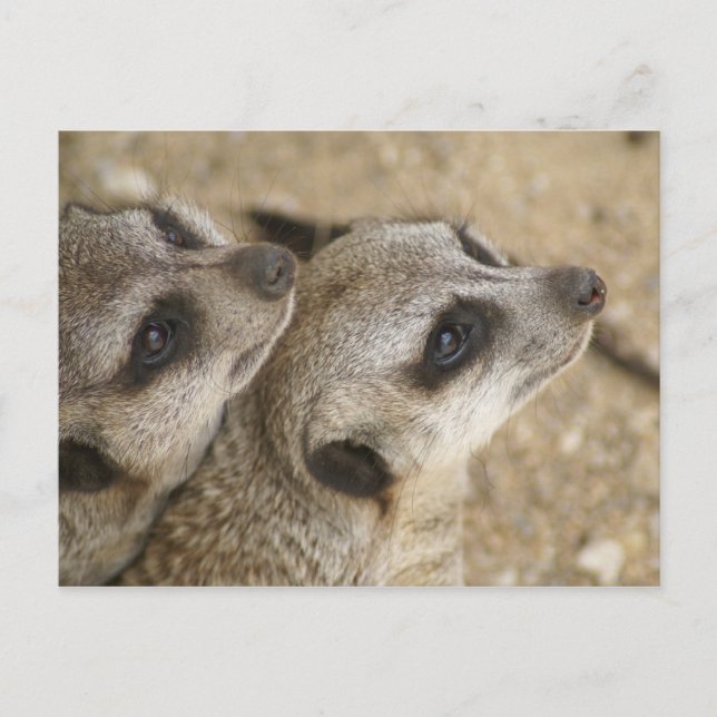 DSC04171 POSTCARD (Front)