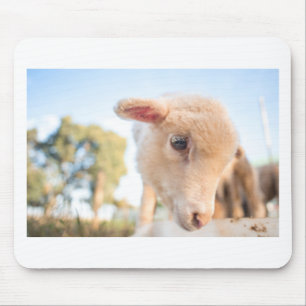 _DSC2491 MOUSE PAD