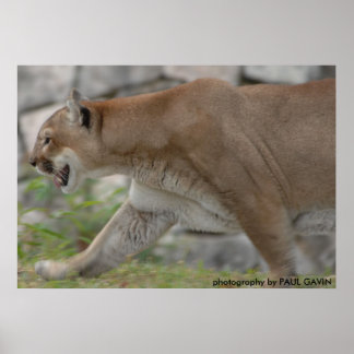 DSC_0254, photography by PAUL GAVIN Poster