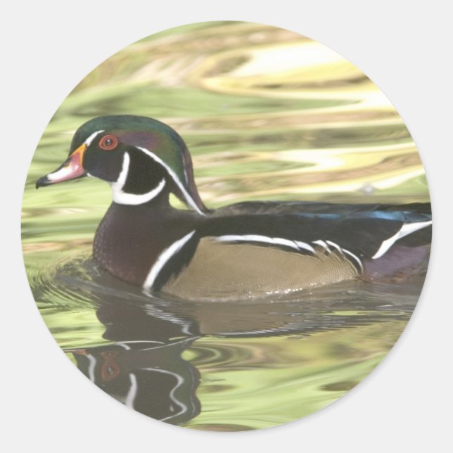 DSC_0454 copy copy Classic Round Sticker (Front)