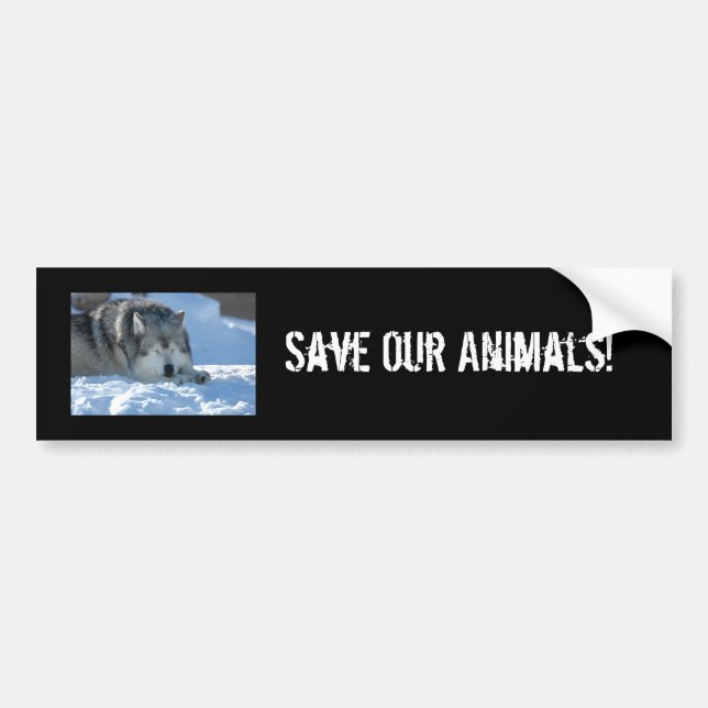DSC_2055, Save Our Animals! Bumper Sticker (Front)
