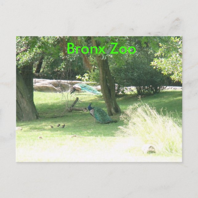 DSCF2638, Bronx Zoo Postcard (Front)