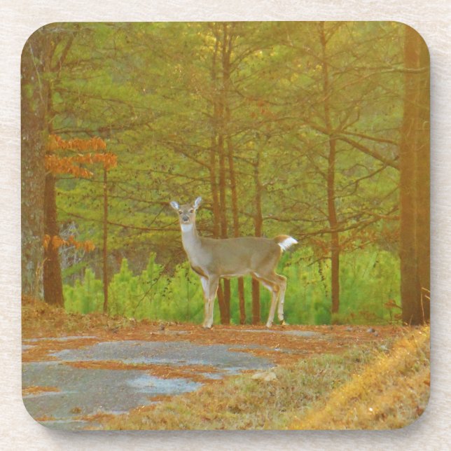 DSCF4041.JPG COASTER (Front)