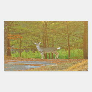 DSCF4041.JPG STICKER