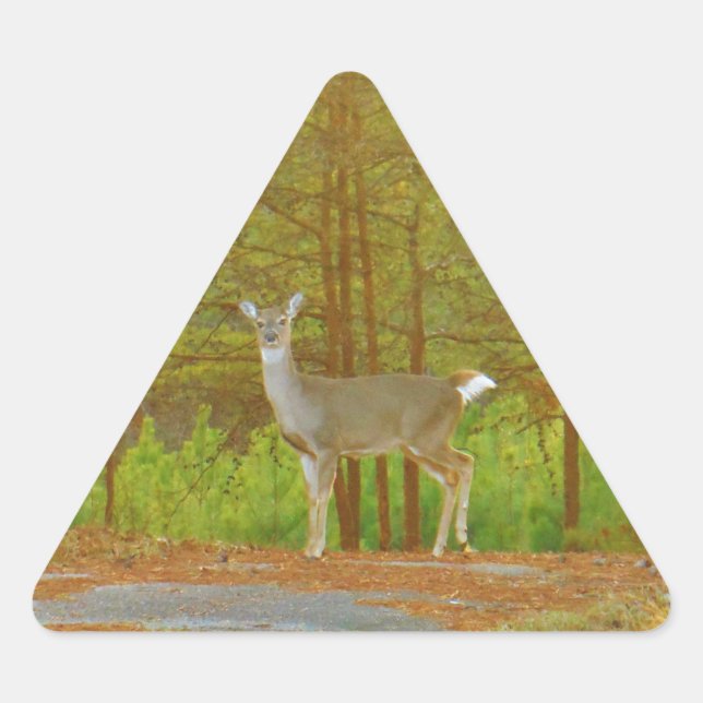 DSCF4041.JPG TRIANGLE STICKER (Front)