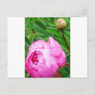 DSCI0964.JPG POSTCARD