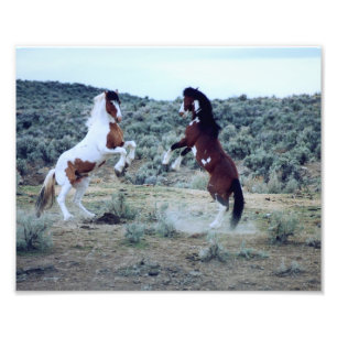 Dualing Wild Mustangs -Horse Battle Photograph