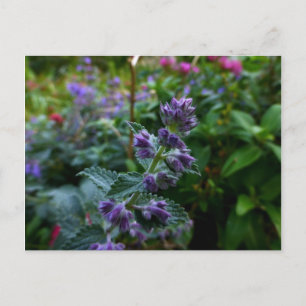 Dublin Blooms Postcard