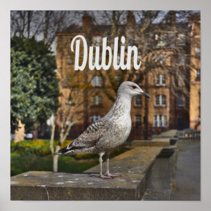 Dublin Ireland Bird on Brick Wall Poster