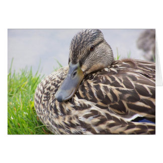 duck