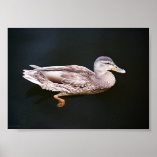 Duck 907b poster