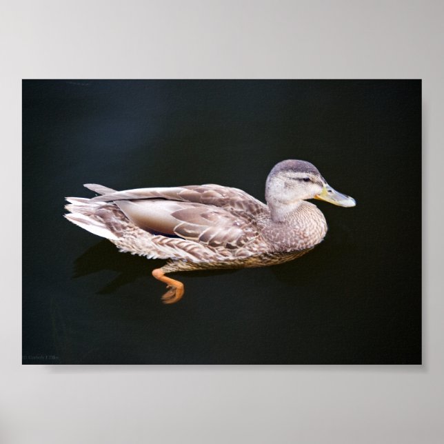 Duck 907b poster (Front)