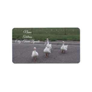 Duck Address Labels