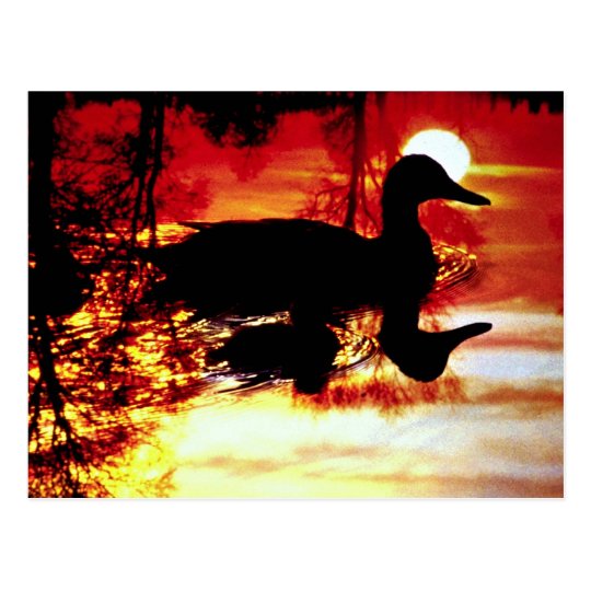 Duck and chick at sunset postcard