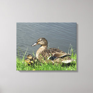DUCK AND DUCKLINGS  CANVAS PRINT