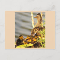 Duck and Ducklings Photo Postcard